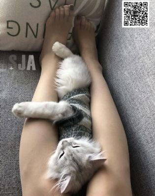 狼狈在线观看免费全集电视剧高清